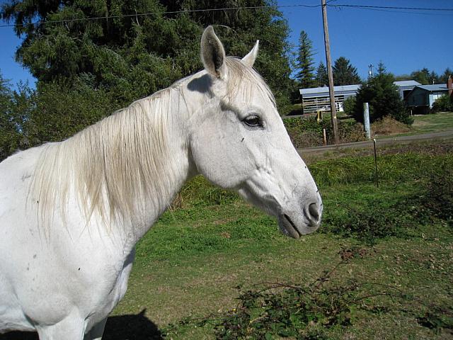Cheyenne zpspysqg94b