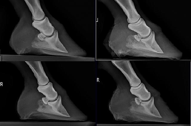 Halla Xray comparison zpsvefzrlzm