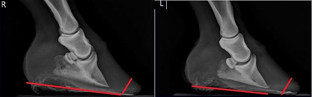 Halla Xrays 1-30-18 after trim
