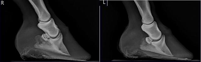 Halla Xrays 1-30-18