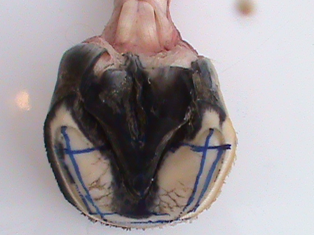 DSC00953