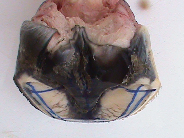 DSC00954