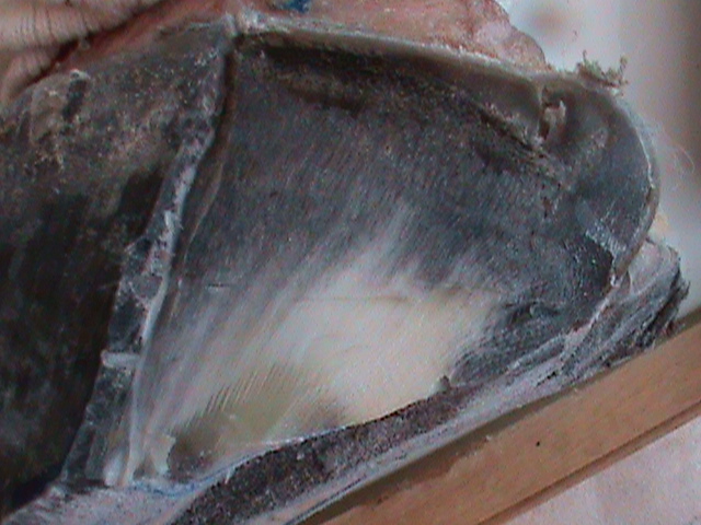 DSC00955
