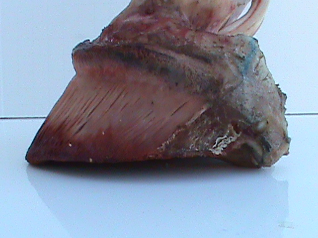 DSC00972