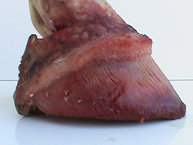 DSC00973