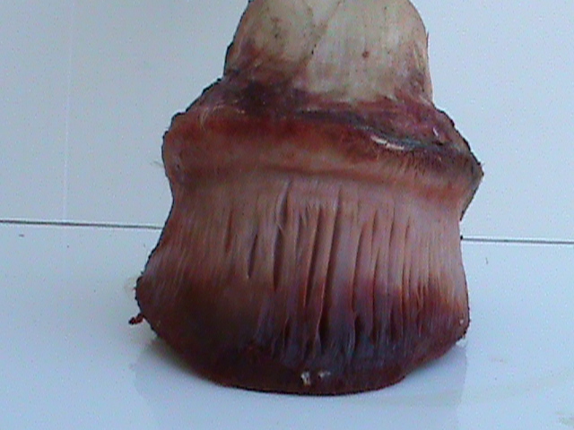 DSC00974