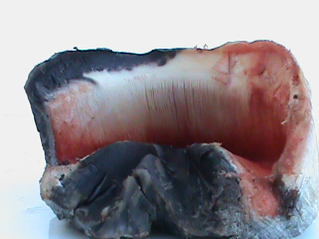 DSC00981