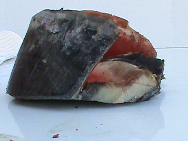 DSC00983