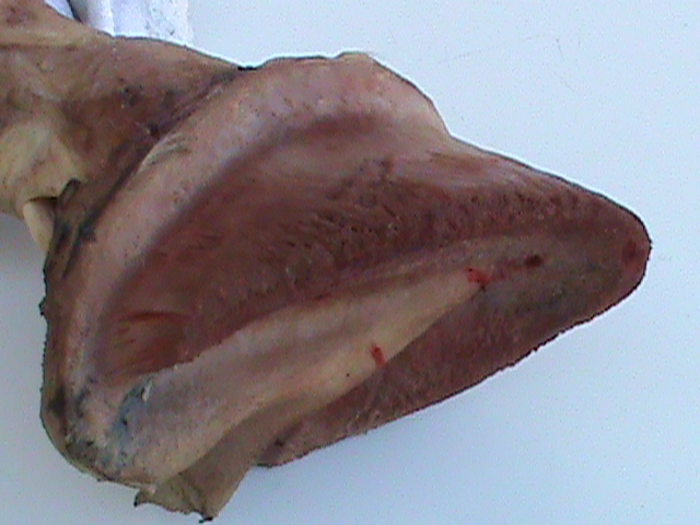 DSC00987