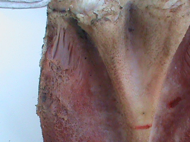 DSC00996