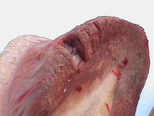 DSC01000