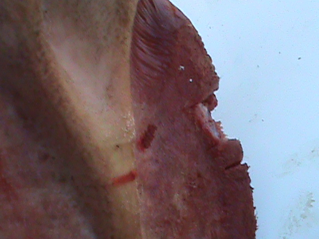 DSC01003