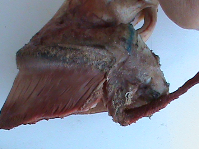 DSC01008