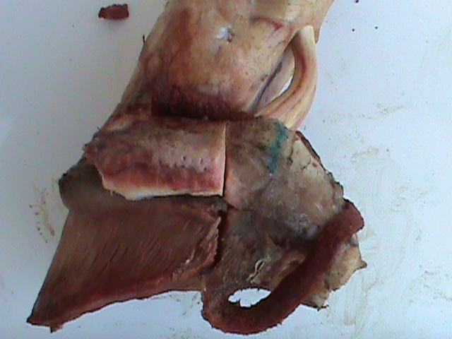 DSC01021