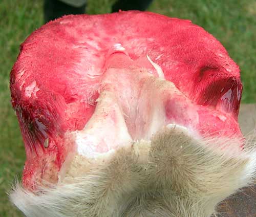 hoof15