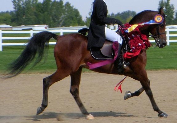Park horse zpsgxmgsixc