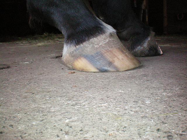 Right hind side view Amore July 5