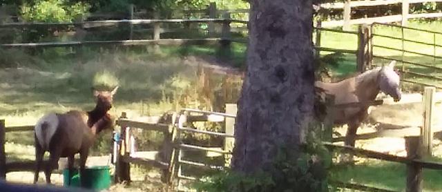 buddy elk
