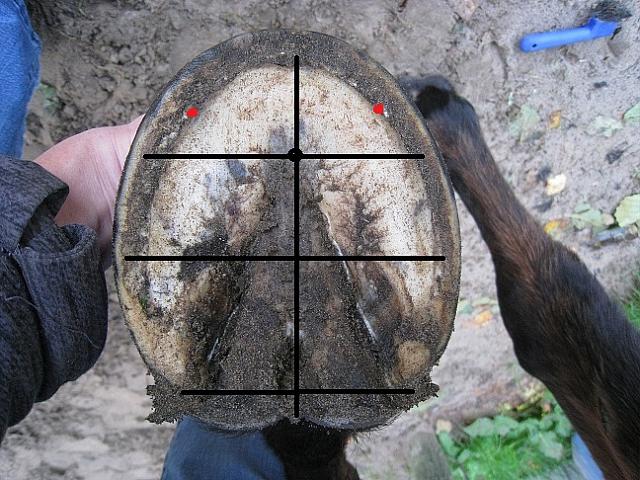 hoof ratios Halla zpsqashoah6
