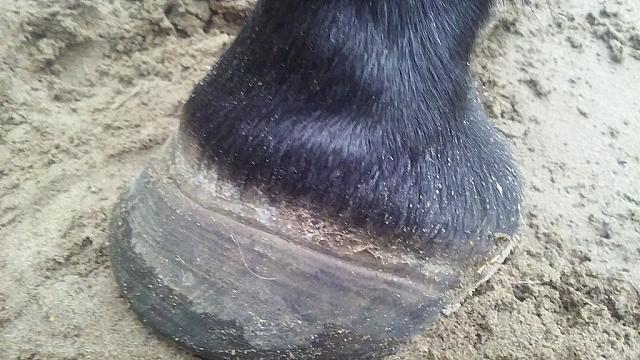 hoof ridge zpsv3ll2nqb