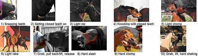 horse bites
