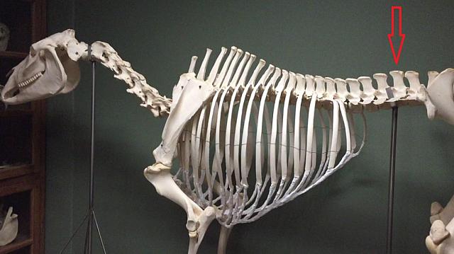 horse spine