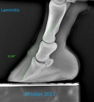 laminitis zpsnymebxs9