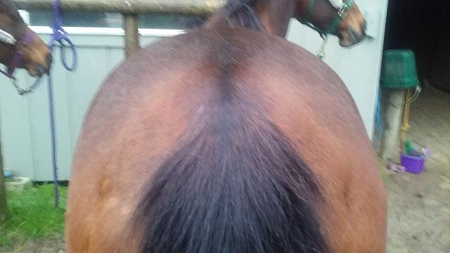 rump zpsx2iqv2j7