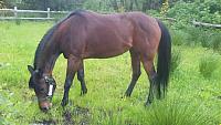 Halla Grazing2 zpsucr4wnf6
