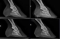 Halla Xray comparison zpsvefzrlzm