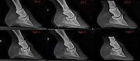 Hoof Comparison 2