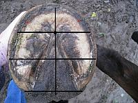 Hoof20ratios zpsv6dtveaa