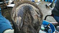 Hooves Only