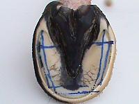 DSC00952