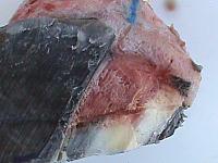 DSC00967