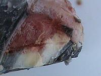 DSC00969