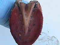 DSC00970