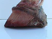 DSC00972