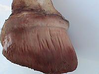 DSC00988