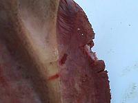 DSC01003