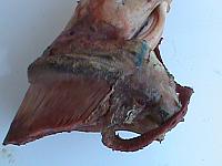 DSC01007