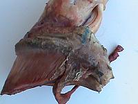 DSC01010