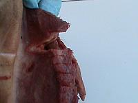 DSC01017