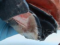 DSC01138