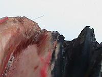 DSC01146