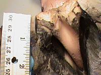 DSC01471