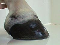 DSC01809