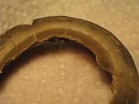 Foal macro hoof 002
