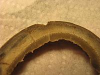 Foal macro hoof 003