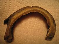 Foal macro hoof 004
